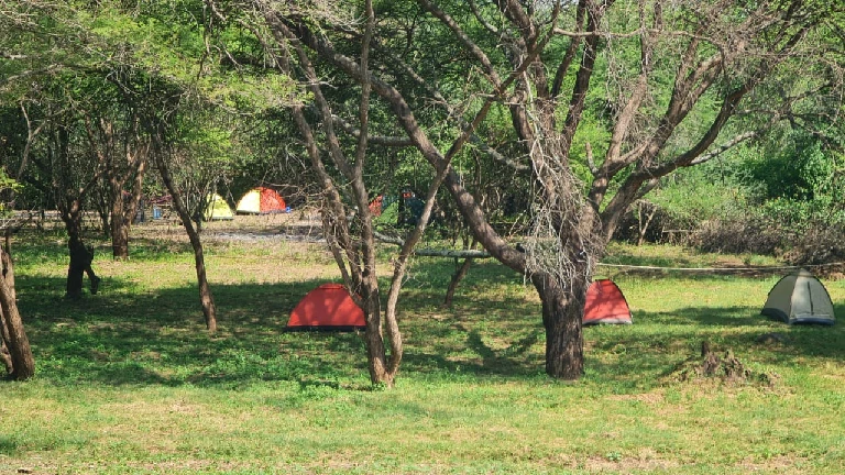 Camping tents set under trees at Thiba River Camp